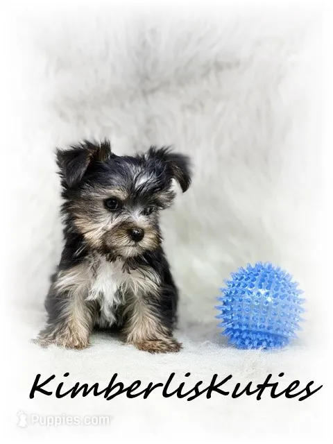 Nash – Morkie puppy for sale in Lipan, TX