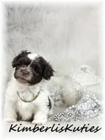 Gidget, a female Maltipoo for sale in Lipan, TX – 3 of 5