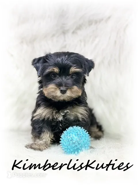 Kingston – Yorkshire Terrier puppy for sale in Lipan, TX