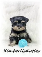 Kingston, a male Yorkshire Terrier for sale in Lipan, TX – 1 of 3