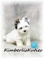 Dagger, a male Yorkshire Terrier for sale in Lipan, TX – 3 of 4