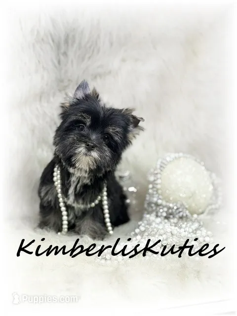 Blakely – Yorkshire Terrier puppy for sale in Lipan, TX