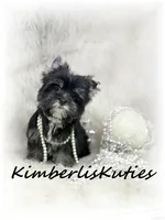Blakely, a female Yorkshire Terrier for sale in Lipan, TX – 1 of 3
