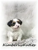 Millie, a female Yorkipoo for sale in Lipan, TX – 3 of 3