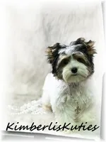 Dani ~ Parti Female, a female Yorkshire Terrier for sale in Lipan, TX – 4 of 6