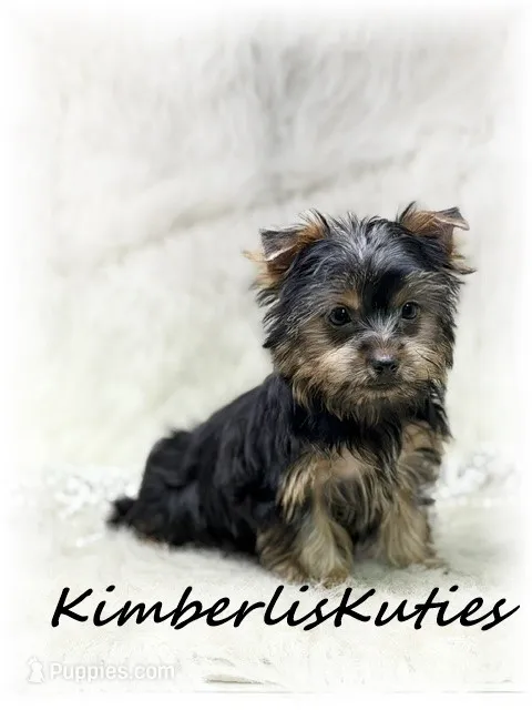 Kaylee – Yorkshire Terrier puppy for sale in Lipan, TX