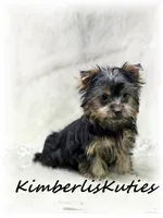 Kaylee, a female Yorkshire Terrier for sale in Lipan, TX – 2 of 3