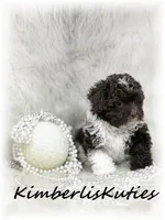 Tess, a female Maltipoo for sale in Lipan, TX – 2 of 2