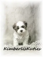Nikki, a female Morkie for sale in Lipan, TX – 3 of 5