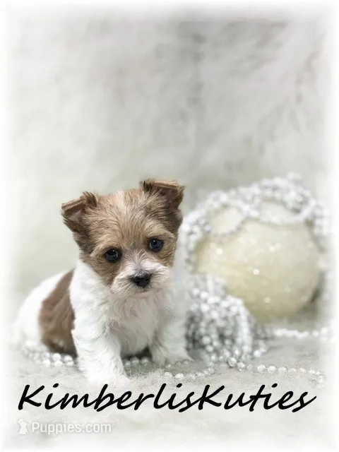 Little Harper, a female Papillon and Yorkshire Terrier for sale in Lipan, TX – 1 of 4