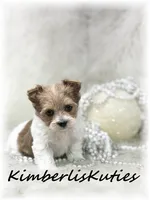 Little Harper, a female Papillon and Yorkshire Terrier for sale in Lipan, TX – 1 of 4