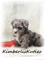 Bodie, a male Yorkipoo for sale in Lipan, TX – Photo 2 of 2