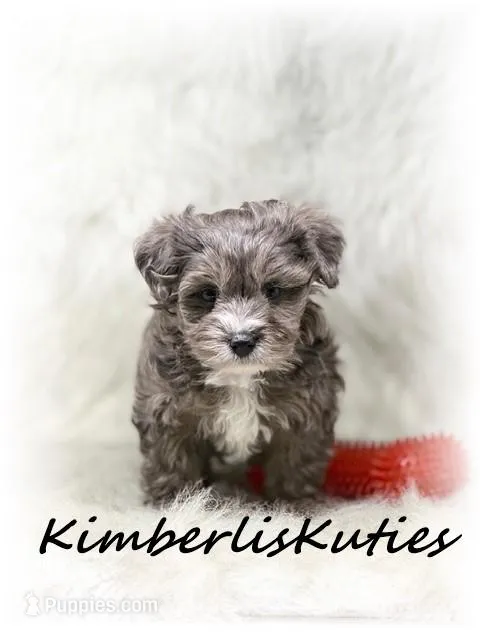 Bodie – Yorkipoo puppy for sale in Lipan, TX