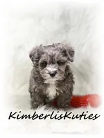 Bodie, a male Yorkipoo for sale in Lipan, TX – Photo 1 of 2