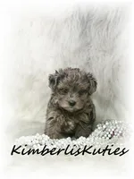 Wave, a female Yorkipoo for sale in Lipan, TX – 2 of 5