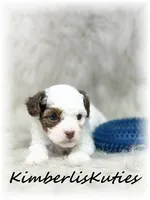 Milo, a male Yorkipoo for sale in Lipan, TX – 2 of 3