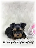 Blakely, a female Yorkshire Terrier for sale in Lipan, TX – 3 of 3
