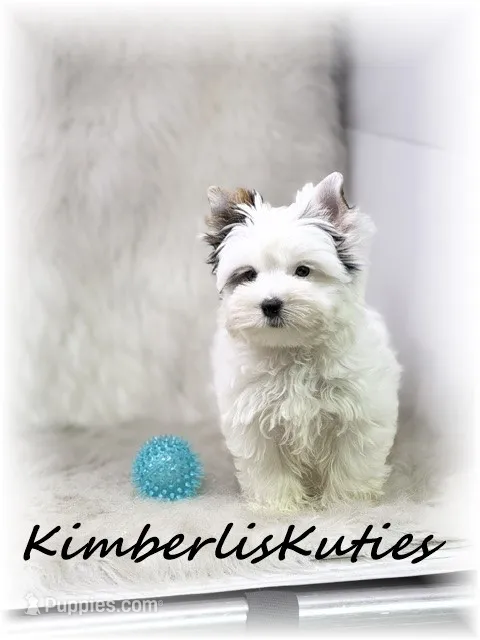 Dagger – Yorkshire Terrier puppy for sale in Lipan, TX