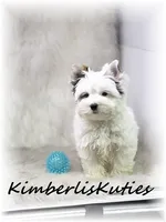 Dagger, a male Yorkshire Terrier for sale in Lipan, TX – 1 of 4