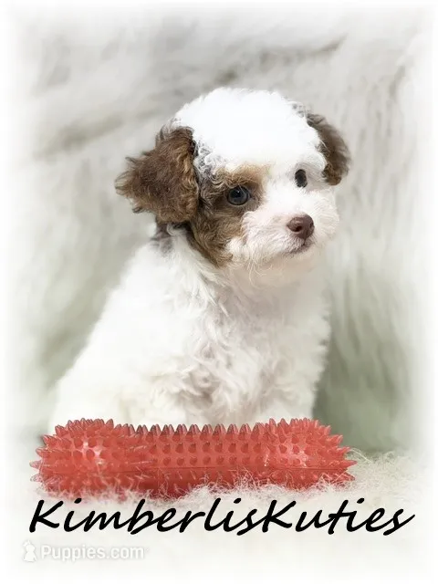 Millo – Yorkipoo puppy for sale in Lipan, TX