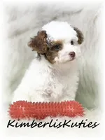 Millo, a male Yorkipoo for sale in Lipan, TX – 4 of 4