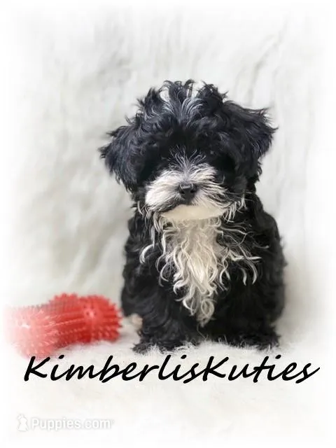 Mav – Yorkipoo puppy for sale in Lipan, TX