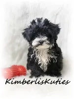 Mav, a male Yorkipoo for sale in Lipan, TX – Photo 1 of 2