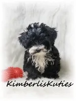 Mav, a male Yorkipoo for sale in Lipan, TX – Photo 2 of 2