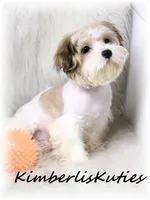 Nemo, a male Morkie for sale in Lipan, TX – 2 of 5