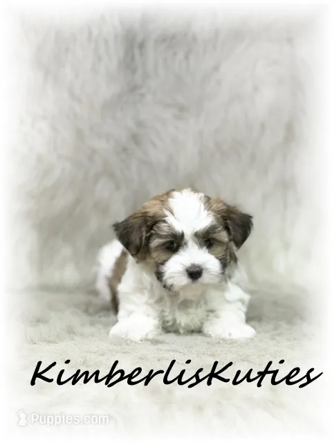 Nitro – Morkie puppy for sale in Lipan, TX