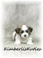 Nitro, a male Morkie for sale in Lipan, TX – 1 of 4