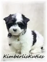 Sage, a female Yorkshire Terrier for sale in Lipan, TX – 7 of 7