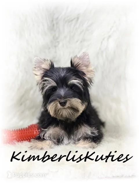 Gavin – Yorkshire Terrier puppy for sale in Lipan, TX