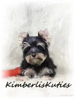 Gavin, a male Yorkshire Terrier for sale in Lipan, TX – Photo 1 of 4