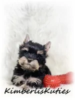 Gavin, a male Yorkshire Terrier for sale in Lipan, TX – Photo 2 of 3
