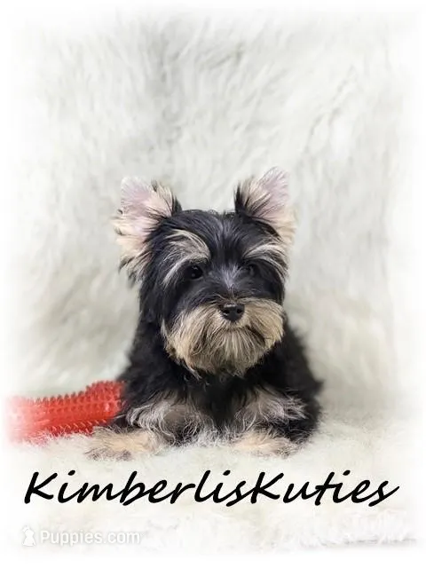 Gavin – Yorkshire Terrier puppy for sale in Lipan, TX