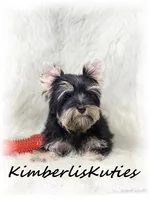 Gavin, a male Yorkshire Terrier for sale in Lipan, TX – Photo 3 of 4