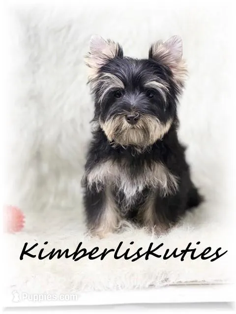 "Reduced Price" Gavin – Yorkshire Terrier puppy for sale in Lipan, TX