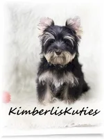 Gavin, a male Yorkshire Terrier for sale in Lipan, TX – Photo 4 of 4