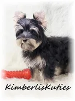 Gavin, a male Yorkshire Terrier for sale in Lipan, TX – Photo 2 of 4