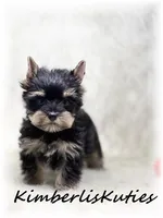 Gavin, a male Yorkshire Terrier for sale in Lipan, TX – Photo 1 of 3