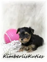 Little Mia, a female Yorkipoo for sale in Lipan, TX – 2 of 3