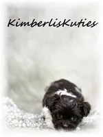 Tessa, a female Maltipoo for sale in Lipan, TX – 3 of 4