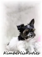 Nova, a female Morkie for sale in Lipan, TX – 4 of 4