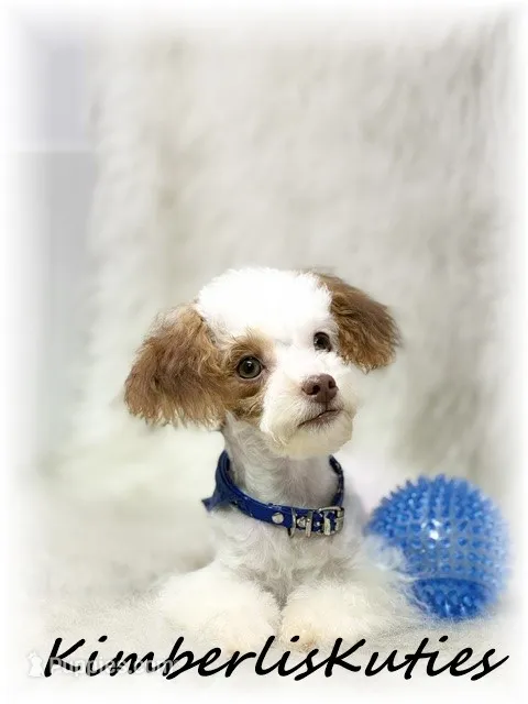 Tiny Millo  – Yorkipoo puppy for sale in Lipan, TX