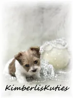 Little Harper, a female Papillon and Yorkshire Terrier for sale in Lipan, TX – 2 of 4