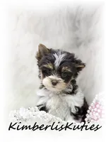 Pixie, a female Yorkshire Terrier for sale in Lipan, TX – 3 of 4