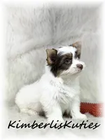 Sammie, a male Yorkshire Terrier for sale in Lipan, TX – 2 of 4