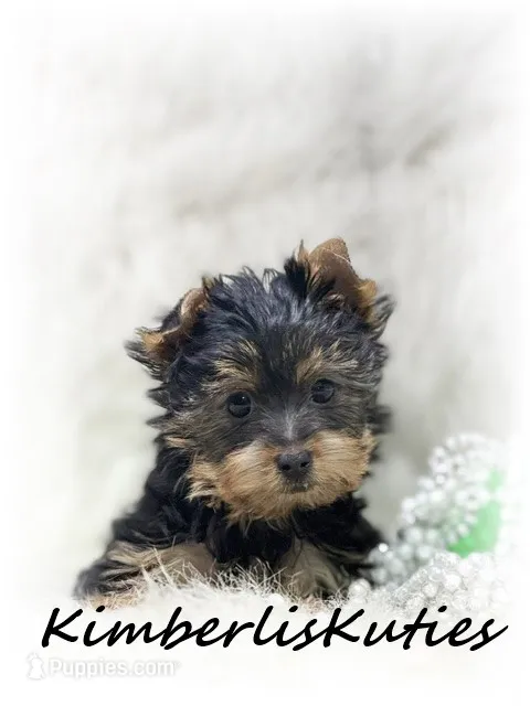 Gabby – Yorkshire Terrier puppy for sale in Lipan, TX