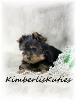 Gabby, a female Yorkshire Terrier for sale in Lipan, TX – 2 of 4